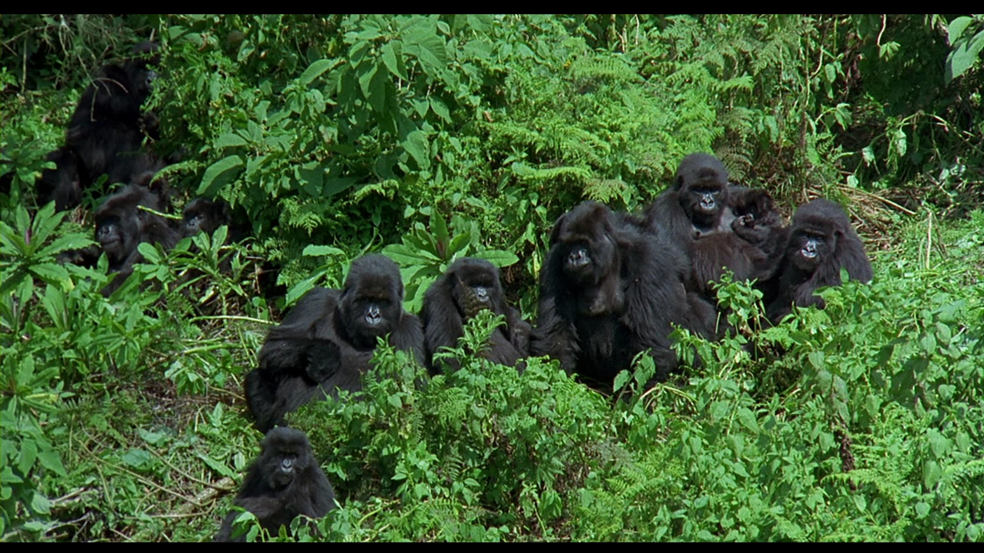 Gorillas In The Mist Meme : Rwanda Gorilla Tracking; Gorillas in the mist at Virunga ... - The passion of dian fossey (1987;