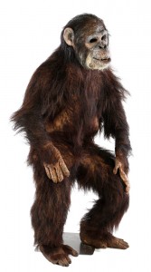 20Complete Ape Display 2