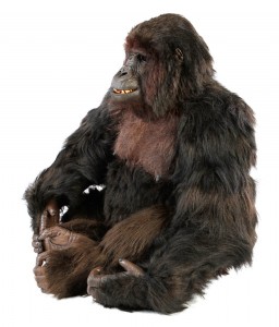 61.Complete Gorilla Jody St. Michael Costume Display
