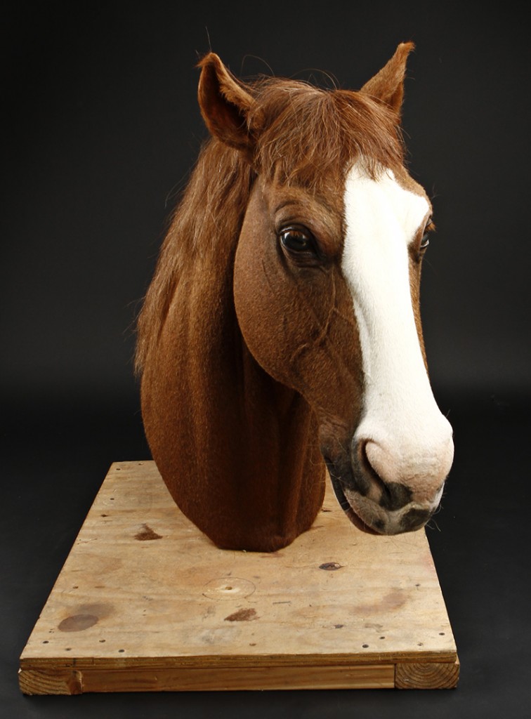 Django_Horse_Head_1