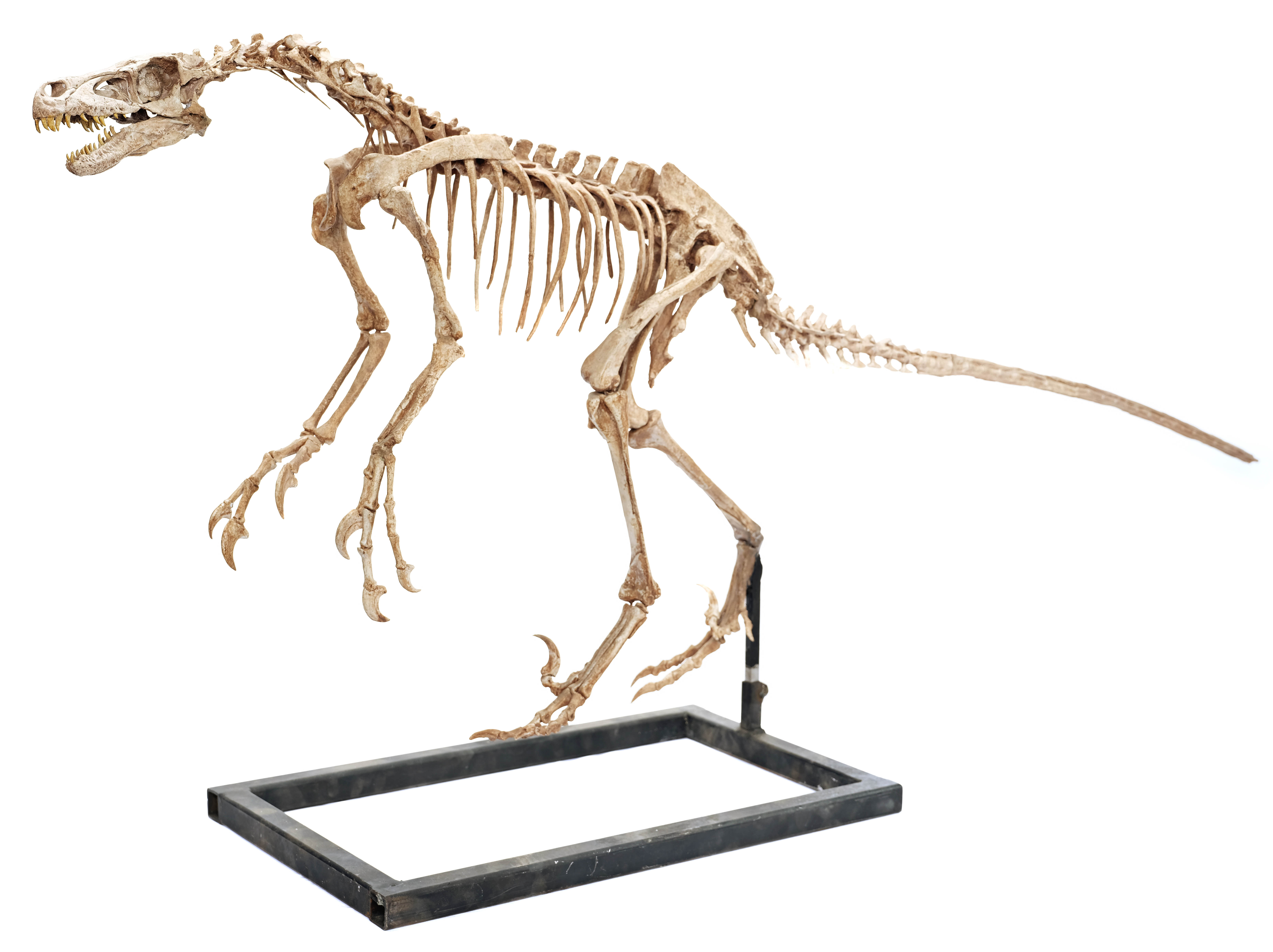 jurassic park raptor skeleton